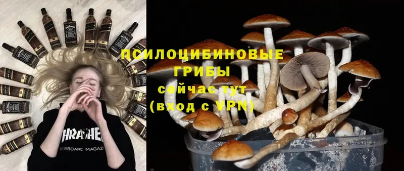 Галлюциногенные грибы Psilocybe  Апшеронск 